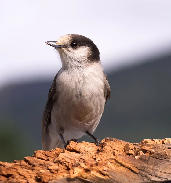 Grey Jay Whiskey Jack Bird Watching Animal Wildlife — Stock Photo, Image