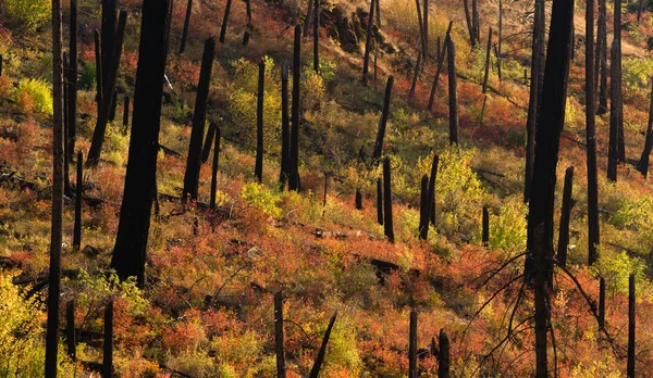 Yeni büyüme başlıyor orman kovduktan sonra yanmış kabuk kömürleşmiş ağaçlar