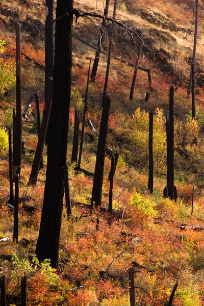 New Growth Begins After Forest Fire Burnt Bark Charred Trees — Stock Photo, Image