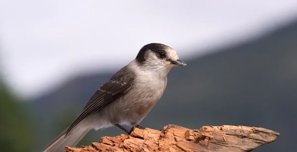 Grey Jay Whiskey Jack Bird Watching Animal Wildlife — Stock Photo, Image