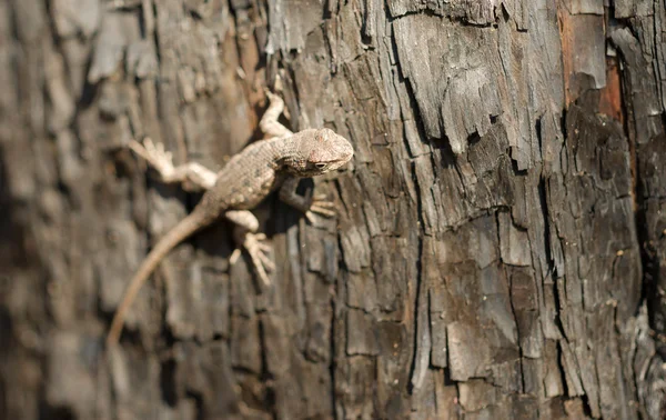 Wild Animal Sagebrush Lizard Forest Reptile Sceloporus graciosus