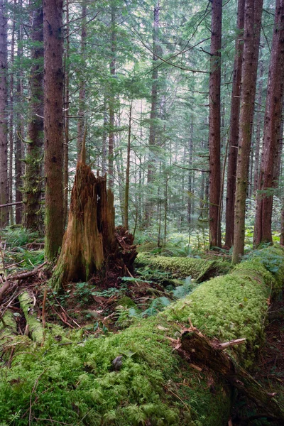 Regenwald Umgestürzte Baumstämme verrotteter Baumstumpf moosbedeckter Baumstamm — Stockfoto