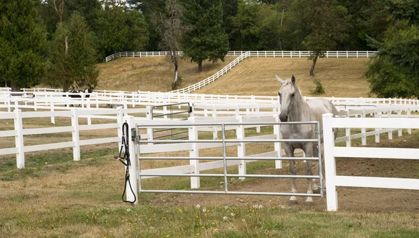 O cavalo branco bonito espera para a refeição da noite e estável — Fotografia de Stock