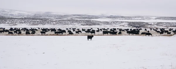 วัวในหิมะลึกบนฟาร์ม — ภาพถ่ายสต็อก