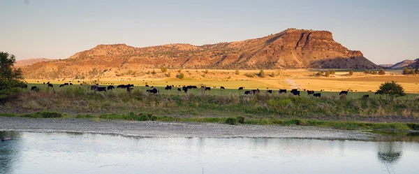 Woestijn rivier Ranch Black Angus vee vee — Stockfoto