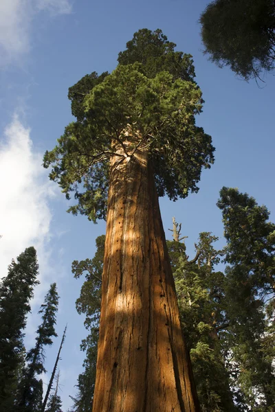 Гігант давньої Seqouia дерево царів Національний Парк Глибоої ущелини — стокове фото