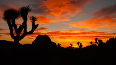 Joshua Tree Sunset Cloud Landscape California National Park  clipart