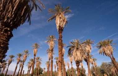 Tropikal ağaçlar ocağı Creek Death Valley bir vaha