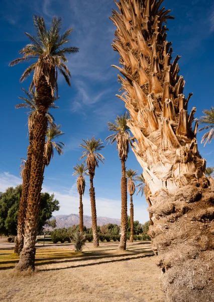 Een oase van tropische bomen Furnace Creek Death Valley — Stockfoto