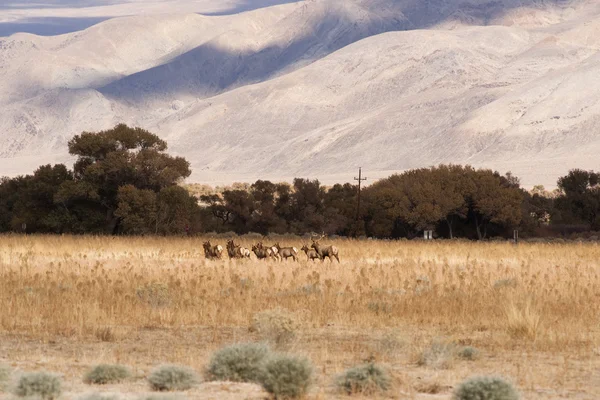 Male Bull Elk Leads Female Animal Mates Wild Livestock — Stock Photo, Image