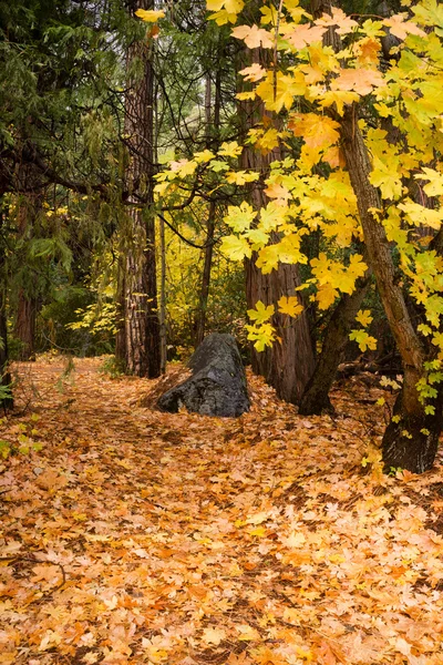 Giallo arancione autunno autunno colori grandi foglie boscoso sentiero forestale — Foto Stock