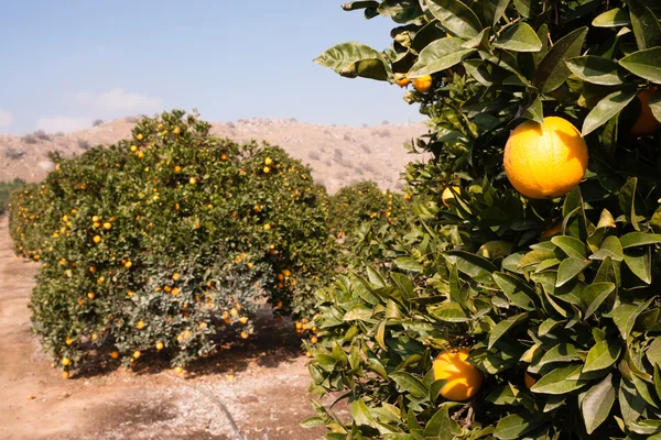 Ферма продовольчої сировини фрукти апельсини дозрівання сільського господарства апельсинового гаю — стокове фото