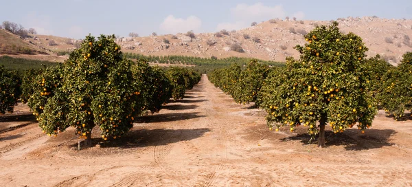 Alimentos crudos Frutas Naranjas Maduración Agricultura Granja Naranja Grove — Foto de Stock