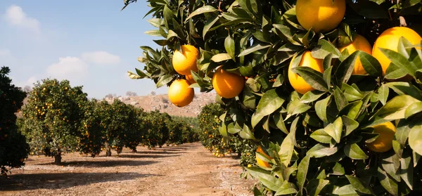 Surowe jedzenie owoc pomarańcze dojrzewania rolnictwa gospodarstwa pomarańczowy Gaj — Zdjęcie stockowe