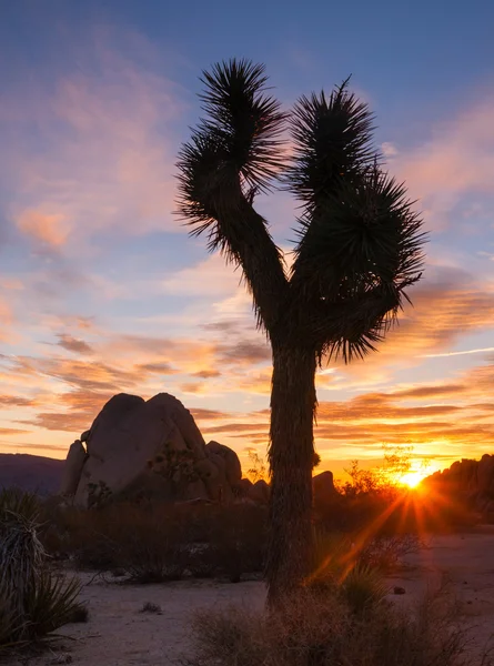 Joshua Tree Sunset Cloud Landscape California National Park — Stock Photo, Image