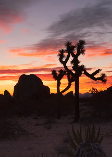 Джошуа дерева Sunset хмара краєвид Каліфорнії Національний парк — стокове фото