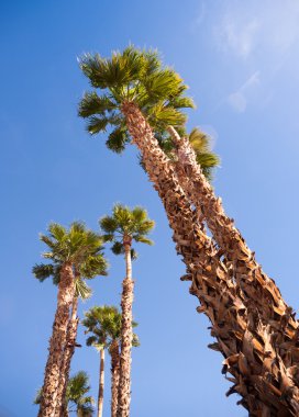 Mavi gökyüzü Palm Springs yükselen palmiye ağaçları