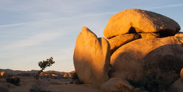 Μεγάλες πέτρες ροκ σχηματισμούς κυπαρίσσι δέντρο Joshua εθνικό πάρκο — Φωτογραφία Αρχείου