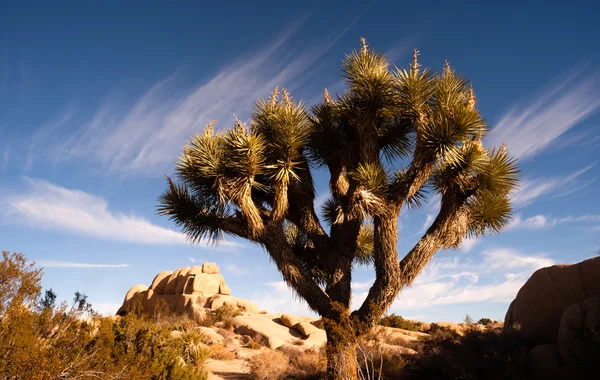 Джошуа дерева Sunrise хмара краєвид Каліфорнії Національний парк — стокове фото