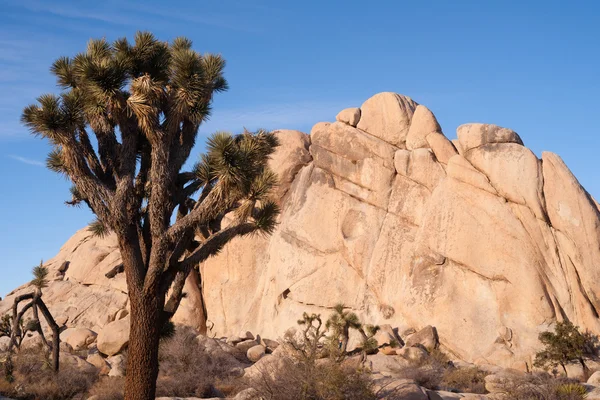 Joshua Tree Sunrise Cloud Paisagem Parque Nacional da Califórnia — Fotografia de Stock