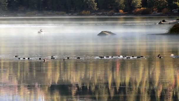 Dieren in het wild en visser jacht naar voedsel op Lake Hume in de vroege ochtenduren — Stockvideo