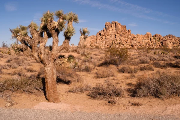 Joshua δέντρο με ροκ σχηματισμό τοπίο εθνικό πάρκο Καλιφόρνιας — Φωτογραφία Αρχείου