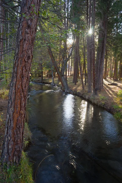 Rychle se pohybující proud Hat Creek Lassen národní les — Stock fotografie