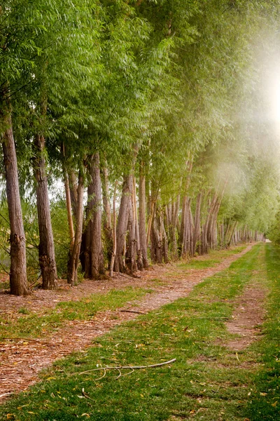 Puesta de sol de borde rojo suciedad camino fruta Huerta terreno — Foto de Stock