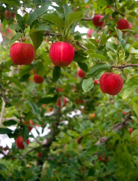 Verticale samenstelling industriële apple orchard fruitbomen — Stockfoto