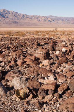Kaktüs ve Rock Nadeau iz Panamint Springs Death Valley