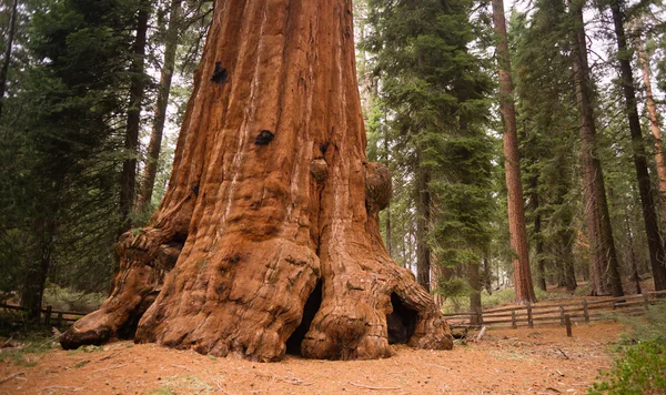 Bankası kökleri dev sekoya ağacı orman California — Stok fotoğraf