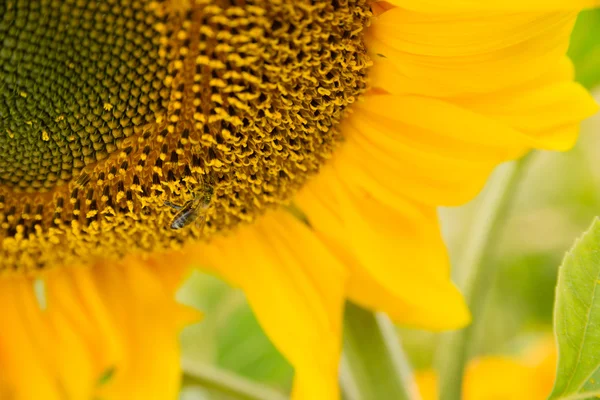 Honigbiene bestäubt Sonnenblumenpflanze auf Bauernhof — Stockfoto