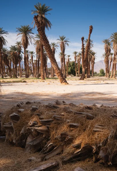 An Oasis of Tropical Trees Furnace Creek Death Valley — Stock Photo, Image