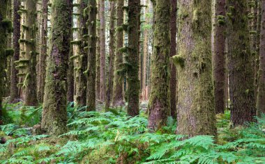 Hoh Rainforest Spruce Hemlock Cedar Trees Fern Groundcover clipart
