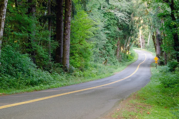 Două benzi rutiere taie prin baldachin copac dens Hoh Rainforest — Fotografie, imagine de stoc