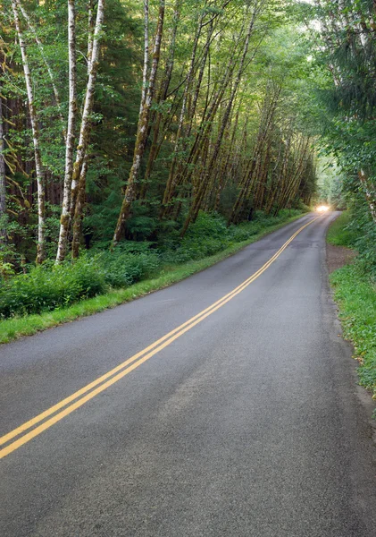 Asphalt Road into Hoh Rain Forest Olympic National Park — Stock Photo, Image