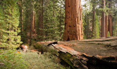 Düşmüş orman dev sekoya ağacı Milli Park California