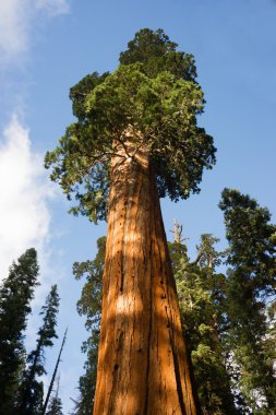 Dev antik Seqouia ağaç California Milli Parkı Redwoods