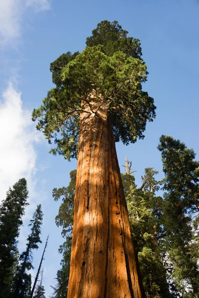 Dev antik Seqouia ağaç California Milli Parkı Redwoods