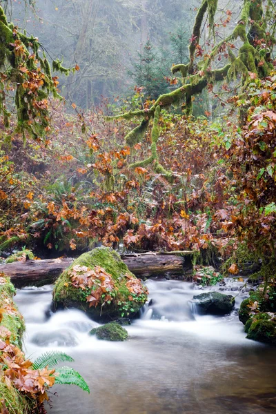 Herbst Herbst Wald Bach blubbert Bach bemoosten Fluss — Stockfoto