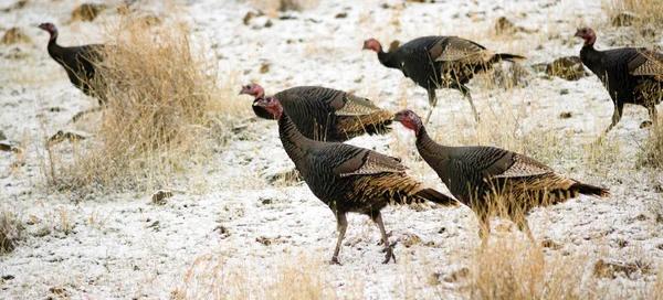 Vilda djur Turkiet fjädervilt Peck frysta marken utfodring — Stockfoto