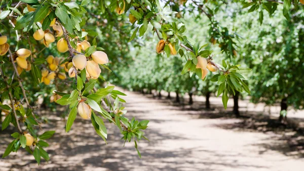 Migdałowy orzechy drzewa Farm rolnictwa żywności produkcji Orchard California — Zdjęcie stockowe