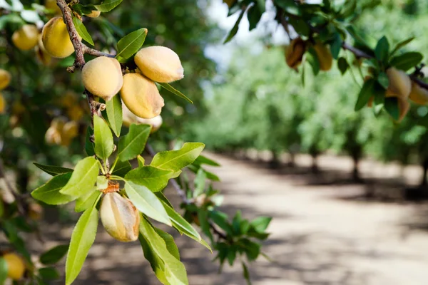 Mandula dió fa-Farm mezőgazdasági élelmiszer termelés Orchard California — Stock Fotó