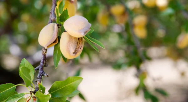 Migdałowy orzechy drzewa Farm rolnictwa żywności produkcji Orchard California — Zdjęcie stockowe