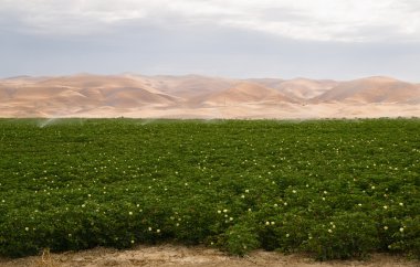 Yemyeşil çiftlik alan bitki sulama California Tarım