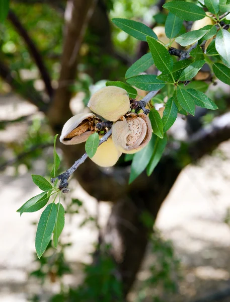 Migdałowy orzechy drzewa Farm rolnictwa żywności produkcji Orchard California — Zdjęcie stockowe