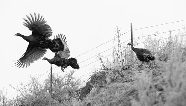 Pheasant Fly Attempting Escape Large Game Brid Winter Landscape — Stock Photo, Image