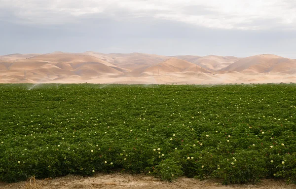 Полевое орошение на пышной ферме Калифорния Сельское хозяйство — стоковое фото