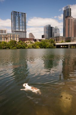 American Bulldog Swims in Colorado River Downtown Austin Texas clipart
