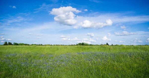 Wildblumen Frühlingshorizont ländliche Landschaft flauschige Wolken — Stockfoto
